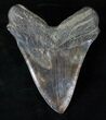 Giant Megalodon Tooth - Distinctive Virginia Colors #15881-2